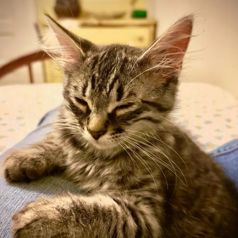 Gideon