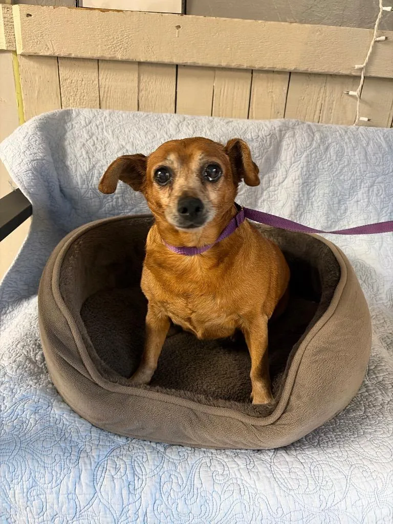 A senior small-sized female Chihuahua dog named Lucy for adoption in Fort Worth, TX