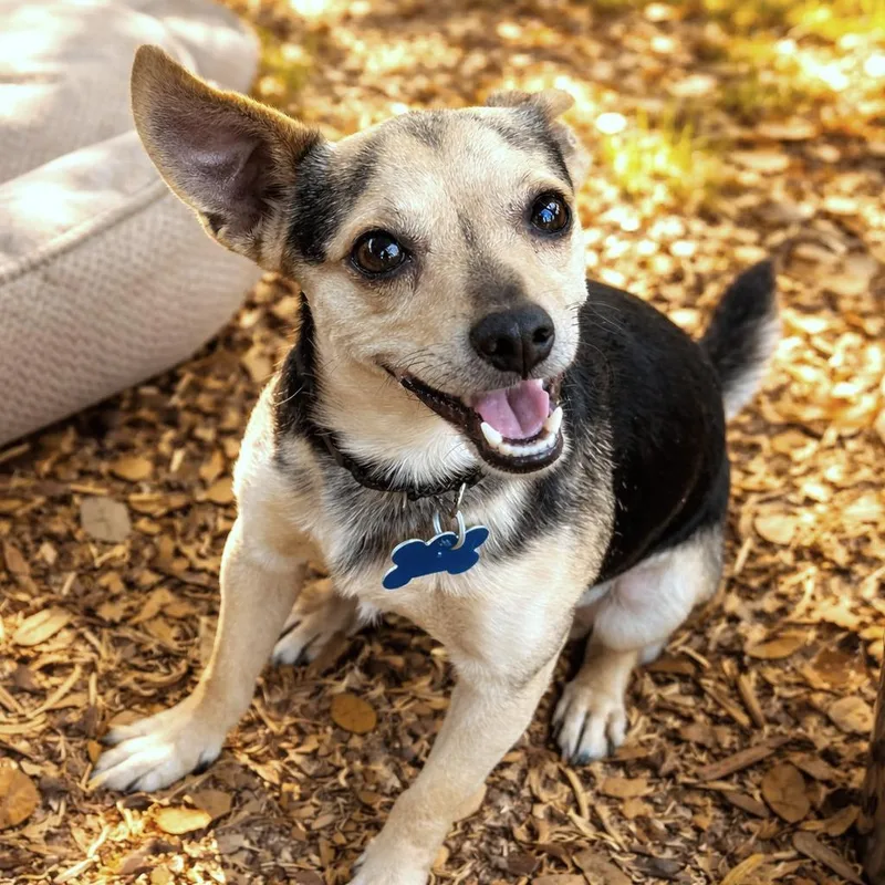 An adult small-sized male Black Chihuahua dog named Smiley for adoption in Boerne, TX