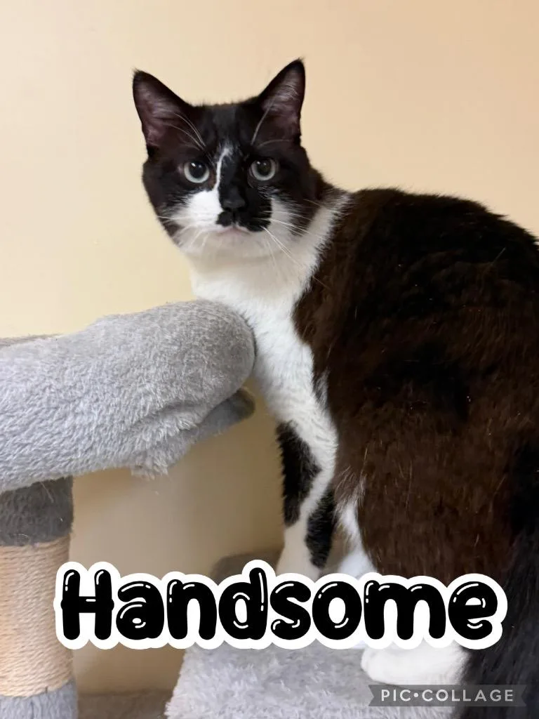 An adult medium-sized male Domestic Short Hair cat named Handsome for adoption in Fort Oglethorpe, GA