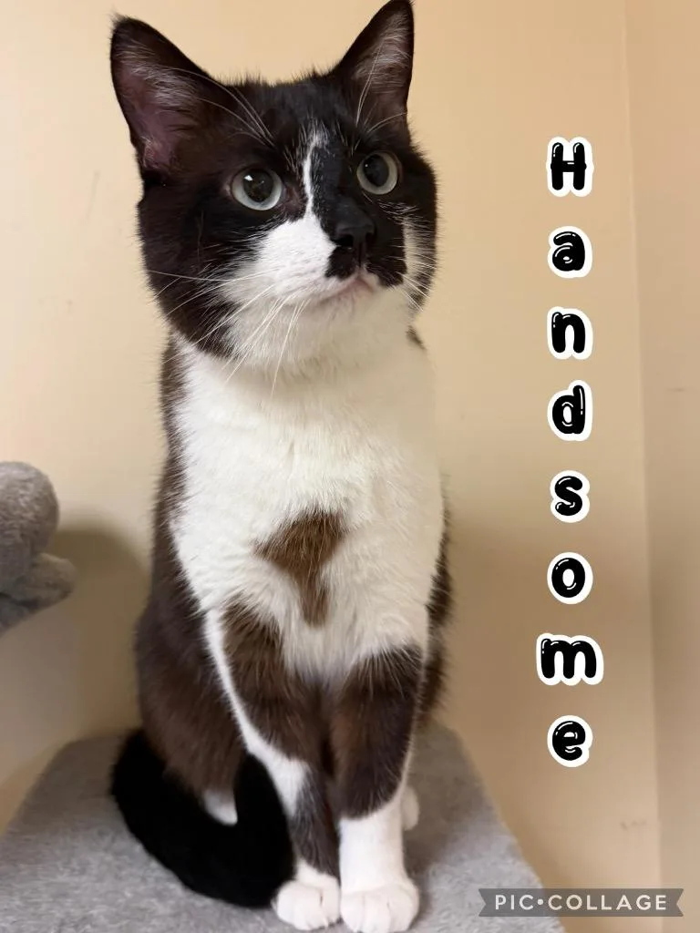 Handsome thumbnail 2