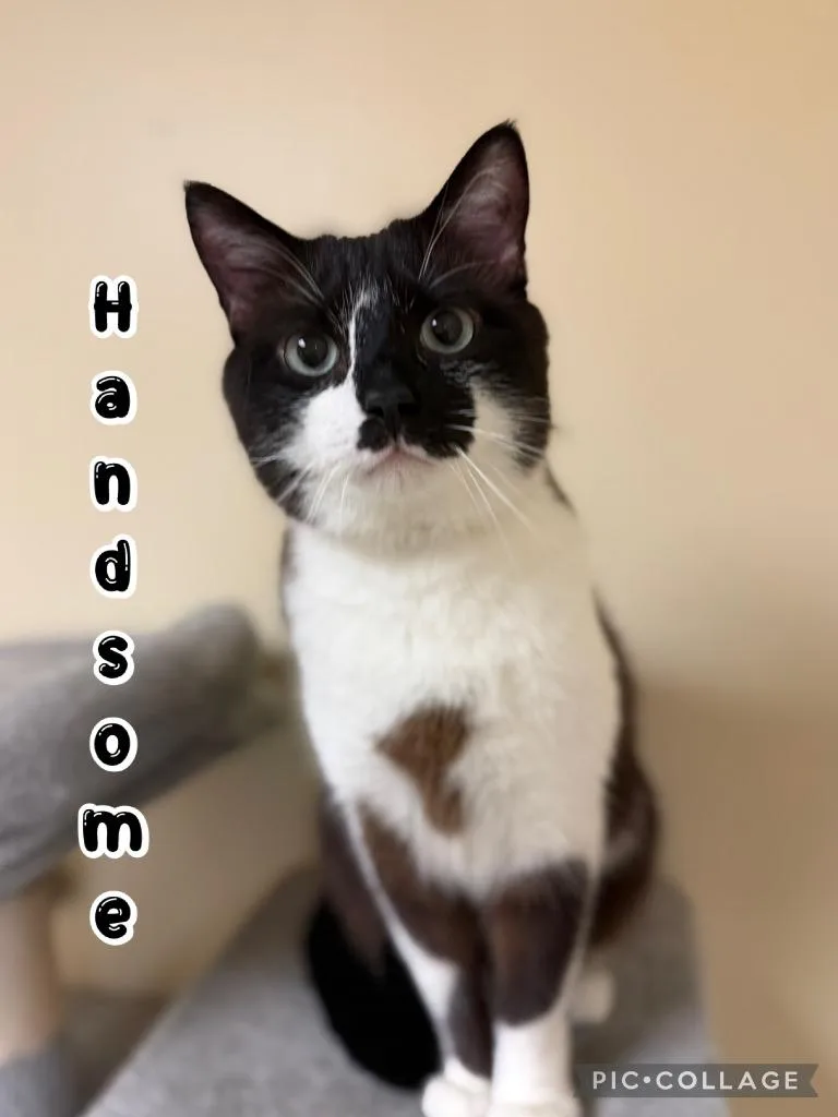 Handsome thumbnail 3