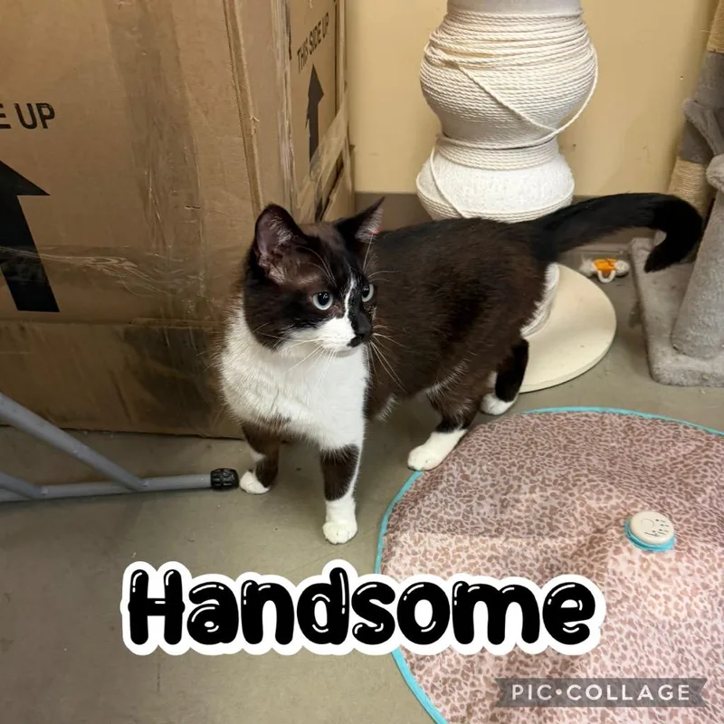 Handsome thumbnail 4