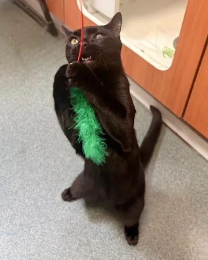 An adult medium-sized male Domestic Short Hair cat named Hansel for adoption in Fairfax, VA