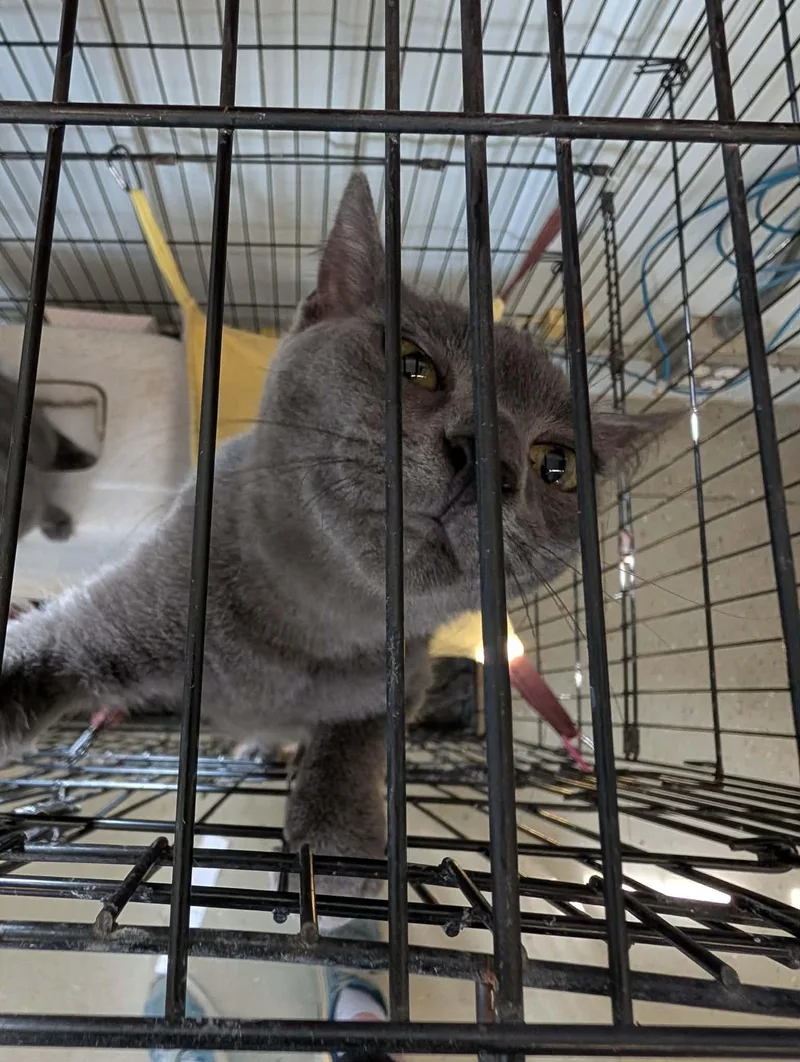 A baby medium-sized female Gray / Blue / Silver Domestic Short Hair cat named Quill for adoption in Detroit Lakes, MN
