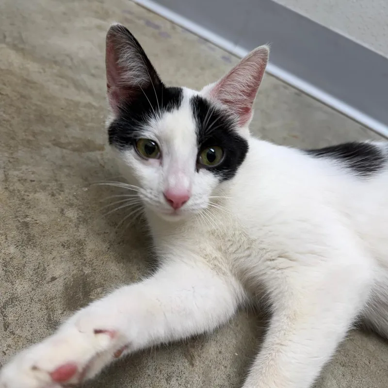 A young medium-sized female White Domestic Short Hair cat named Rosie for adoption in Marshall, TX