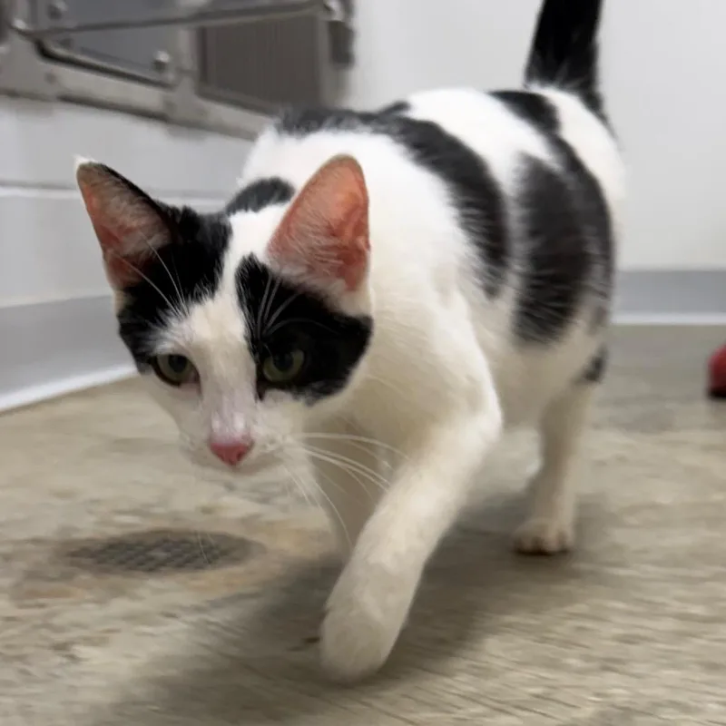 Rosie thumbnail 5