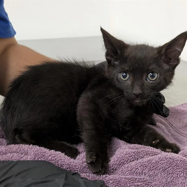 A baby small-sized male Domestic Short Hair cat named Terry for adoption in Camarillo, CA