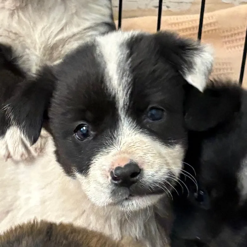 A baby small-sized female Black Border Collie dog named Sirloin for adoption in Flagstaff, AZ