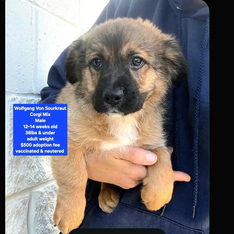 A baby medium-sized male Corgi dog named Wolfgang Von Sourkraut for adoption in Oviedo, FL