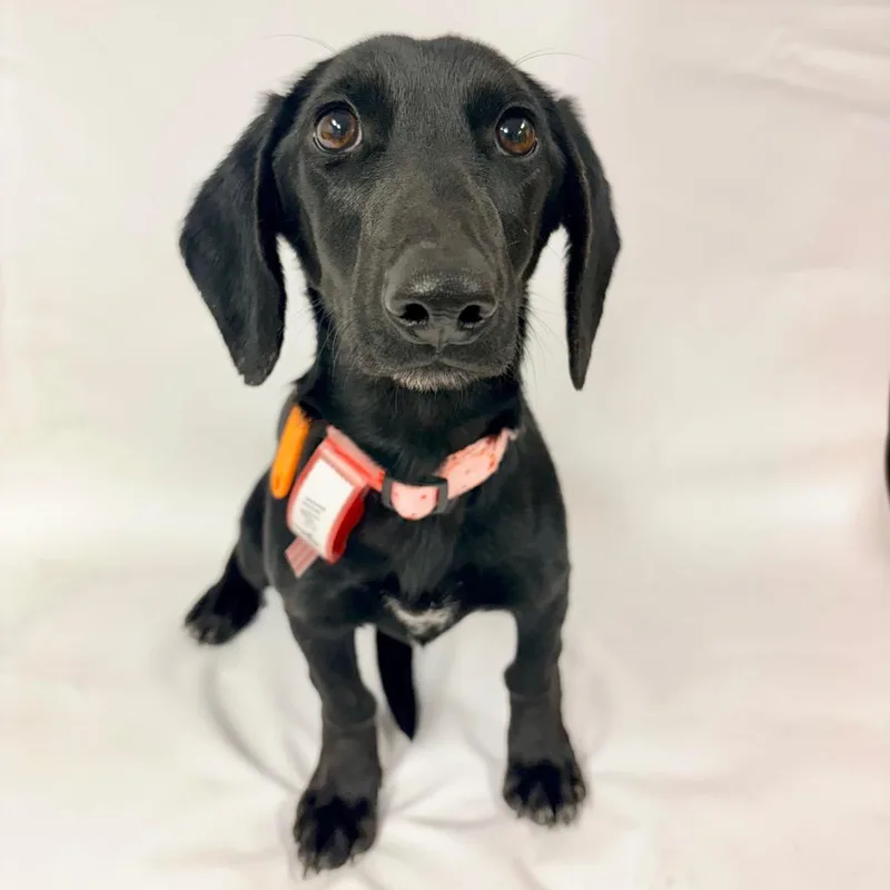 A young small-sized female Dachshund dog named Caviar for adoption in Parker, CO