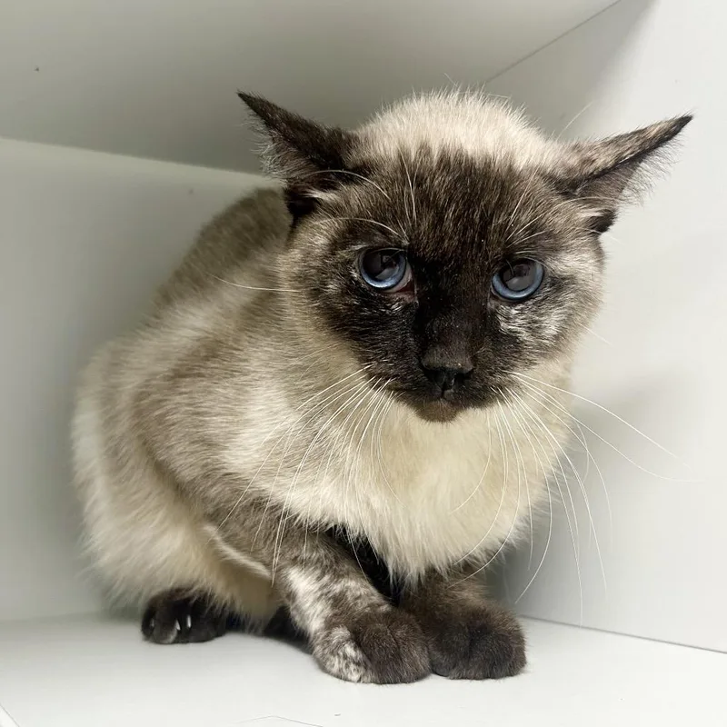 An adult large-sized female Gray / Blue / Silver Domestic Short Hair cat named Taraji for adoption in St Joseph, MO