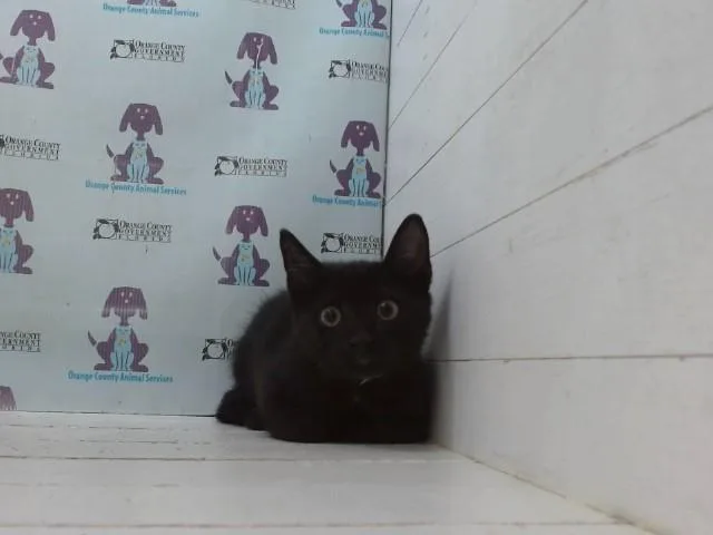 A baby small-sized female Domestic Short Hair cat named Ranni The Witch for adoption in Orlando, FL
