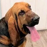 A young extra large-sized female Bloodhound dog named Dutton for adoption in Leawood, KS
