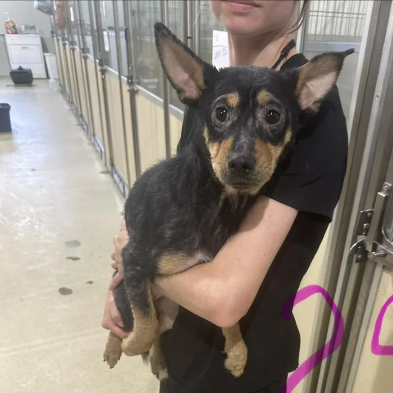An adult small-sized male Black Chihuahua dog named Dill Pickles for adoption in Hattiesburg, MS