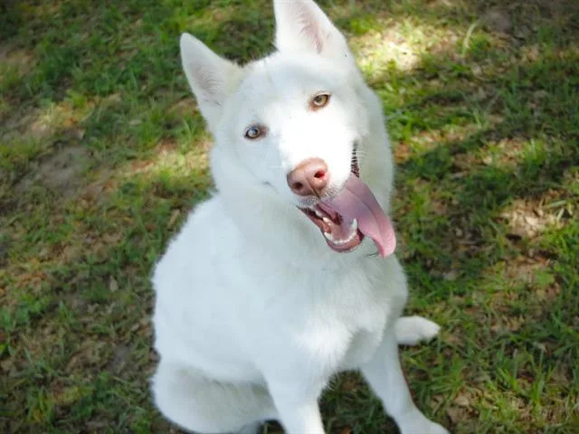 Elsa