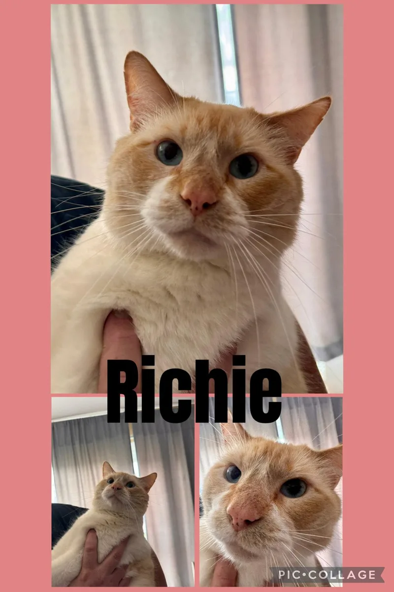 An adult medium-sized male Orange & White Domestic Short Hair cat named Richie for adoption in Wheaton, IL