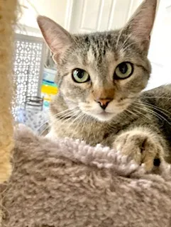 Carsonville Capers thumbnail 2