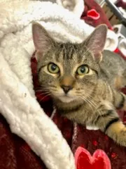 Carsonville Capers thumbnail 3