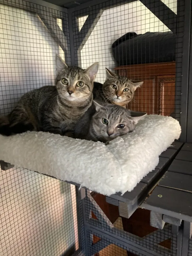 Carsonville Capers thumbnail 4