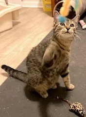 Carsonville Capers thumbnail 5