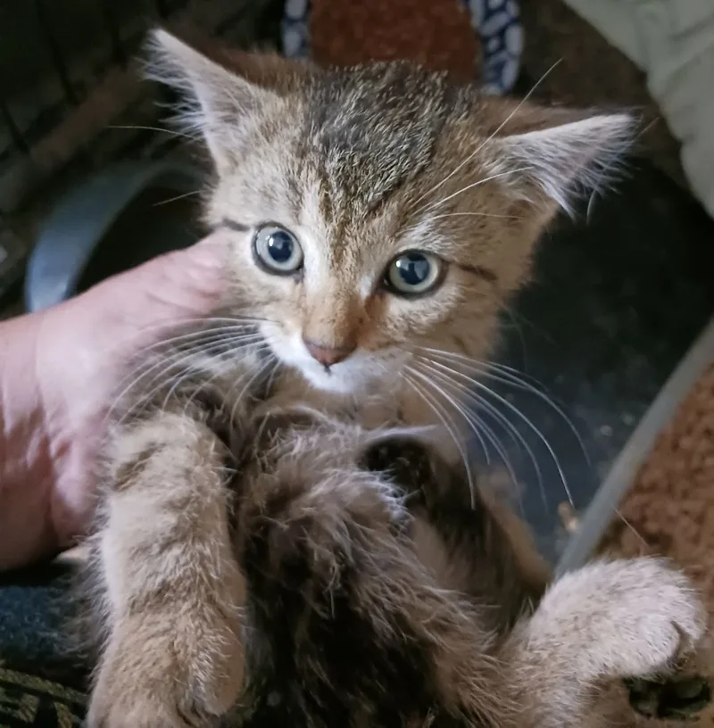 Carsonville Capers thumbnail 6