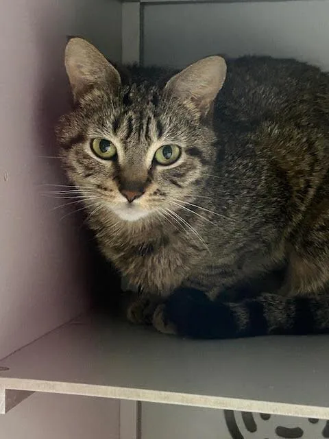 An adult medium-sized female Tabby (Brown / Chocolate) Domestic Short Hair cat named Derpy for adoption in Anoka, MN