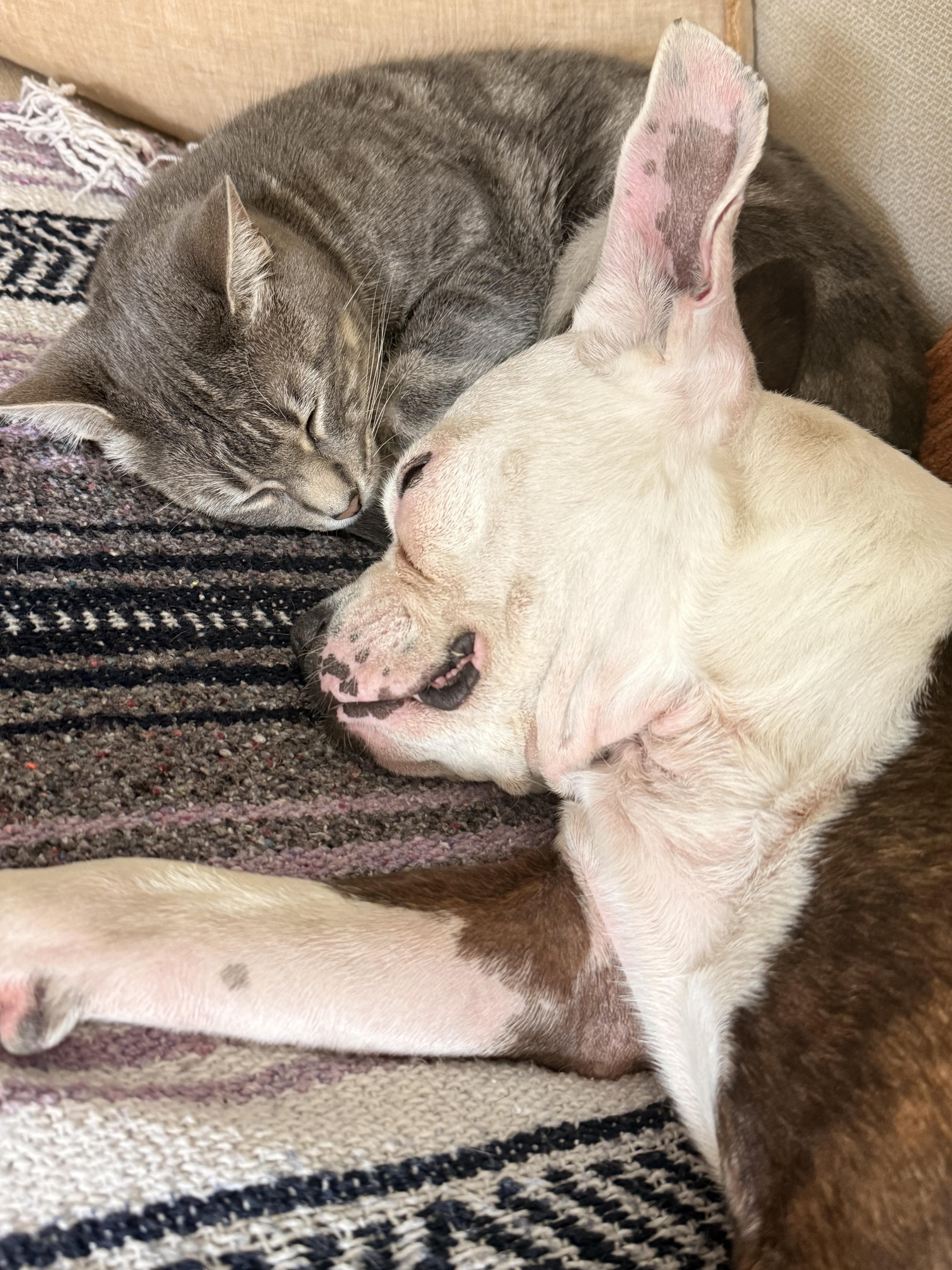 An adult medium-sized female Boston Terrier dog named StellaLuna for adoption in Aspen, CO