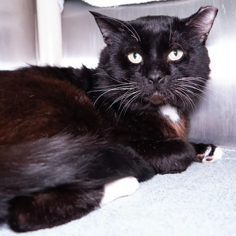 A young medium-sized male Domestic Short Hair cat named Tuxley for adoption in Shoreline, WA