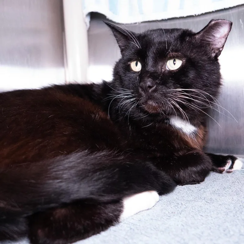 Tuxley thumbnail 2