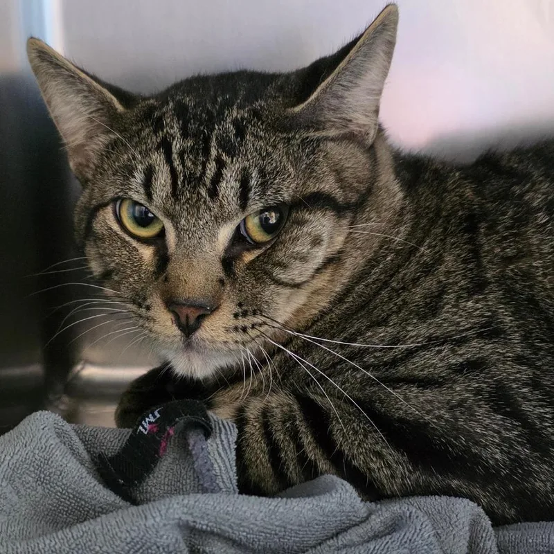 A young large-sized male Brown / Chocolate Domestic Long Hair cat named Dusty Doo for adoption in Council Bluffs, IA