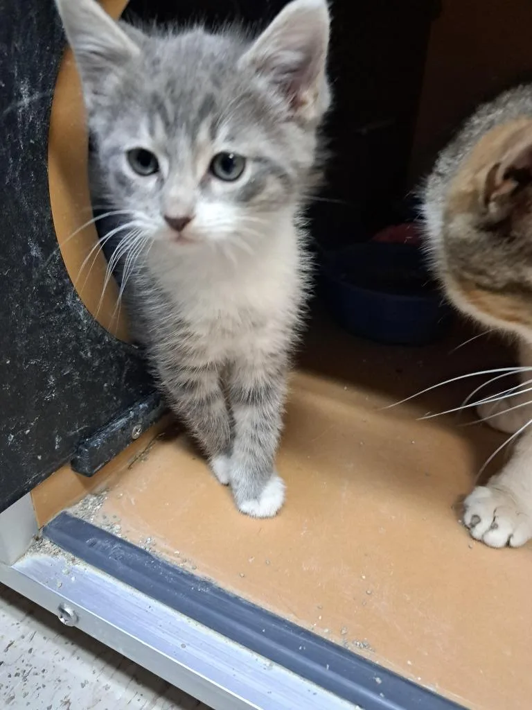 A baby medium-sized male Domestic Short Hair cat named Tommy for adoption in Fayetteville, TN