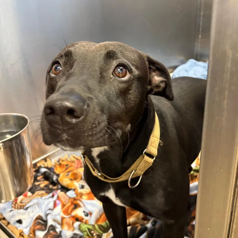 An adult medium-sized male American Staffordshire Terrier dog named Teddy for adoption in Knoxville, TN