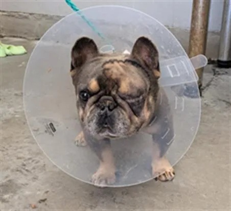 An adult small-sized male French Bulldog dog named Claude for adoption in Camarillo, CA