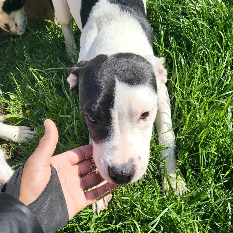 A young medium-sized female White / Cream American Bulldog dog named Ellie for adoption in Chicago, IL