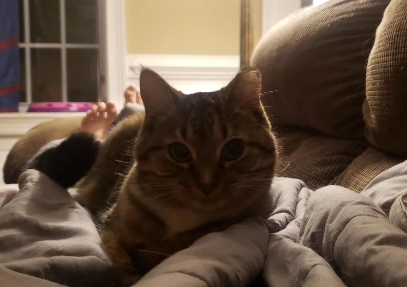 An adult medium-sized female Brown / Chocolate Tabby cat named Sprout for adoption in Atlanta, GA
