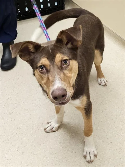 A young medium-sized male Husky dog named Coda for adoption in Clyde, NC