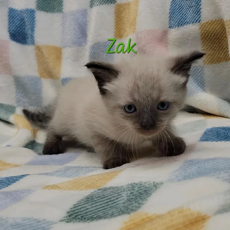 A baby small-sized male Cream / Ivory Siamese cat named Zak for adoption in Parkersburg, WV