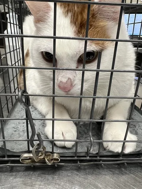 An adult large-sized male Domestic Medium Hair cat named Thumper for adoption in Las Vegas, NV