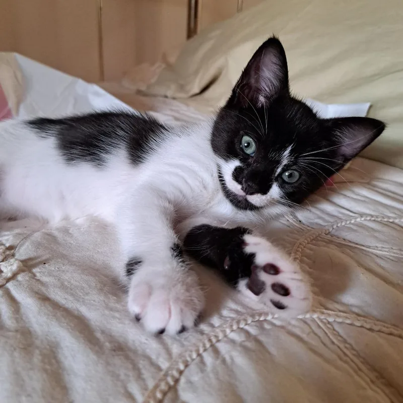 A baby small-sized male Black Domestic Short Hair cat named Yee Haw for adoption in Austin, TX