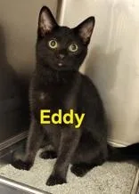 A young small-sized male Black Domestic Short Hair cat named Eddy for adoption in Moline, IL