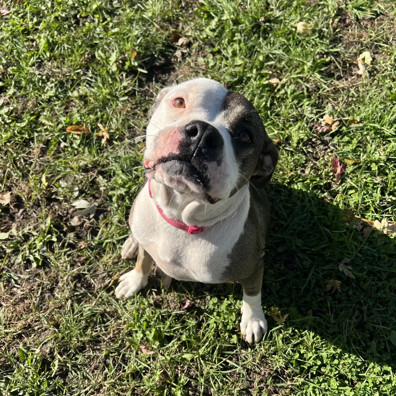 An adult medium-sized female Pit Bull Terrier dog named Twinkie for adoption in Fairmont, MN