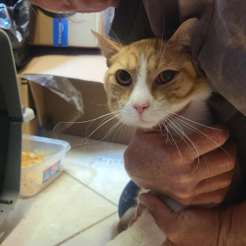 A young small-sized male Orange / Red Domestic Short Hair cat named Max for adoption in Hemet, CA