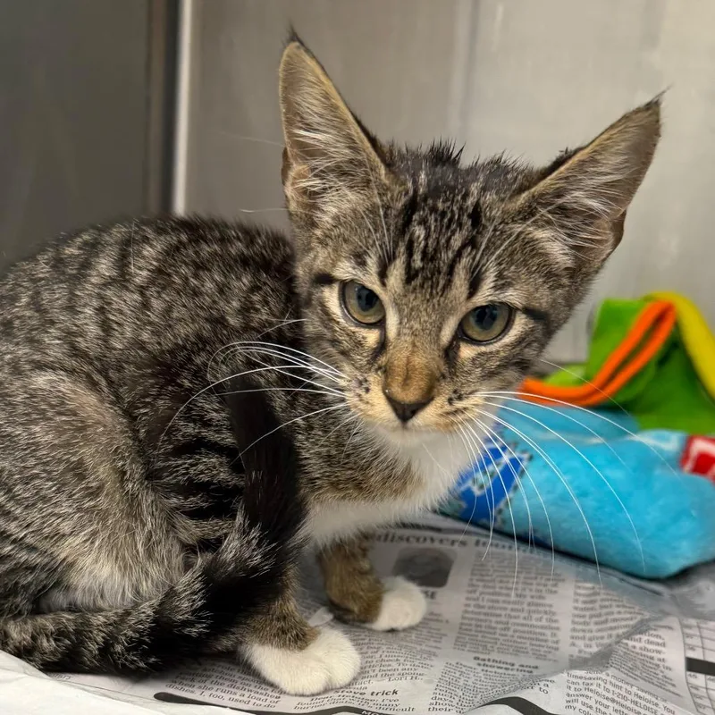 A baby small-sized female Gray / Blue / Silver Domestic Short Hair cat named Sweetie for adoption in Marshall, TX