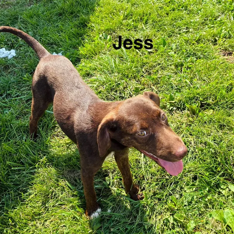 Jess