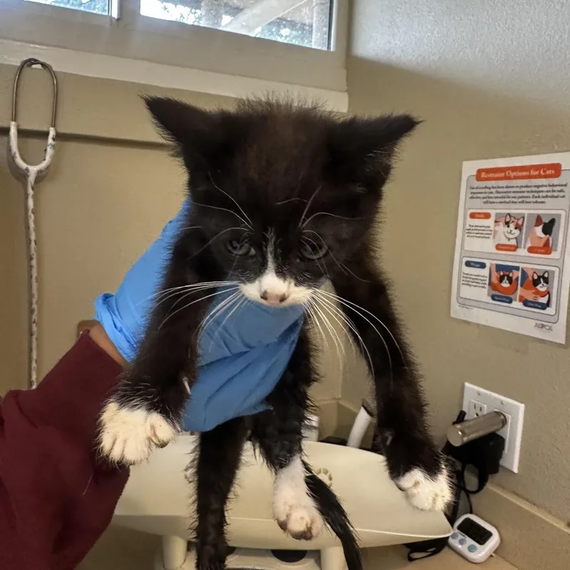 A baby small-sized male Black Domestic Long Hair cat named Xhiaohei for adoption in Ojai, CA