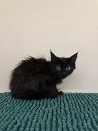 A young small-sized female Domestic Long Hair cat named Blueberry Muffin for adoption in King William, VA