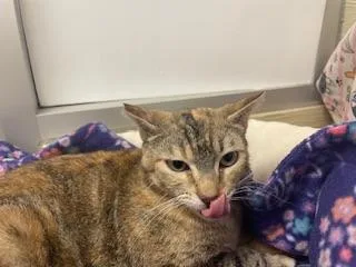 A young medium-sized female Torbie cat named Bastet for adoption in Parlier, CA