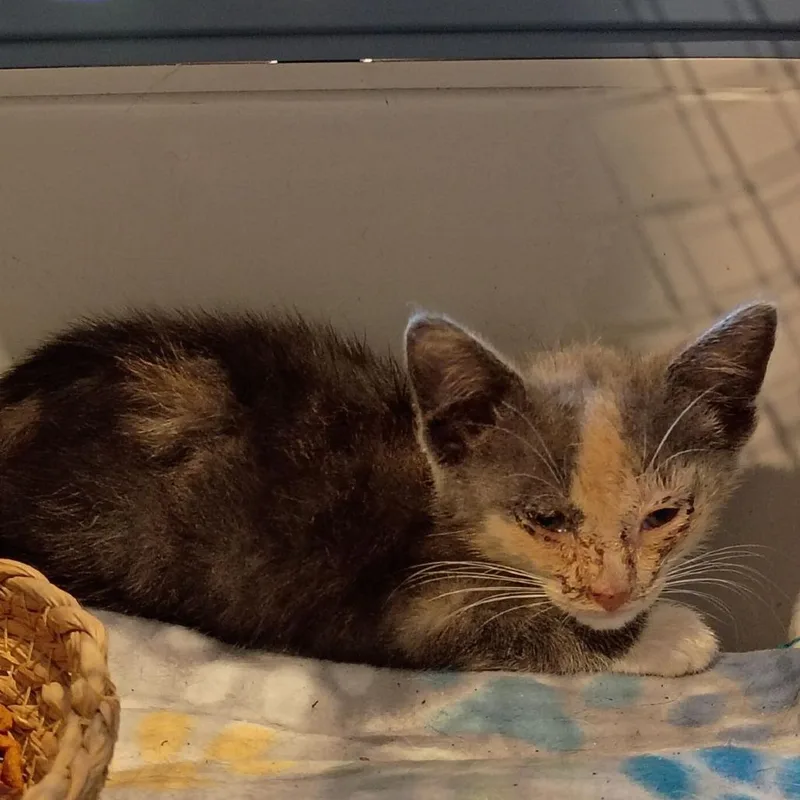 A baby small-sized female Tortoiseshell Domestic Short Hair cat named Cold Brew for adoption in Lynchburg, VA
