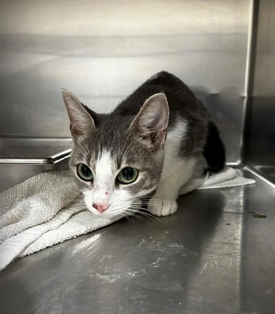 A young medium-sized female Domestic Short Hair cat named Ember for adoption in Upper Marlboro, MD